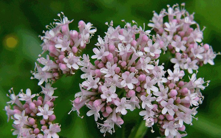 valeriana-aipnia