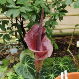 amorphophallus-konjac-fysiko-anastaltiko-oreksis