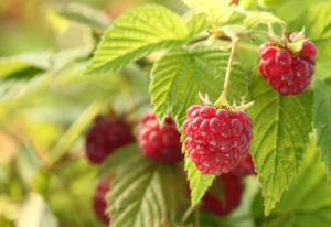 raspberry-ketone-smeoura