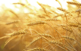 sitira-prwino-energeia